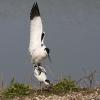 Avocet